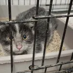 Znaleziono kota, Sosnowiec, 6 stycznia 2026