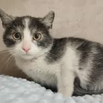 Znaleziono kota, Sosnowiec, 6 stycznia 2026