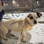 Znaleziono psa, Grudziądz, 8 stycznia 2026