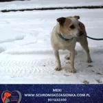 Pies do adopcji, Dębniak, 8 stycznia 2026