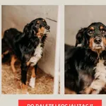 Pies do adopcji, Czartki, 9 stycznia 2026