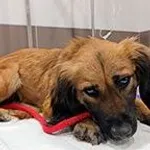 Znaleziono psa, Siedlce, 8 stycznia 2026