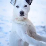 Pies do adopcji, Radom, 8 stycznia 2026