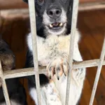 Oddam psa, Elbląg, 9 stycznia 2026