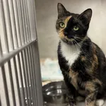 Znaleziono kota, Sosnowiec, 31 grudnia 2025