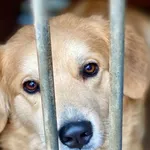 Pies do adopcji, Głowno, 10 stycznia 2026