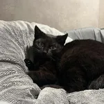 Znaleziono kota, Sosnowiec, 9 stycznia 2026