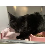 Znaleziono kota, Białystok, 9 stycznia 2026