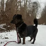 Gonzo trafił do schroniska po śmierci swojego opiekuna. Jest spokojny, łagodny, cichy i bardzo przyjazny wobec innych psów. Na spacerach zachowuje się wzorowo - trzyma się blisko człowieka i pięknie c