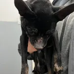 Znaleziono psa, Sosnowiec, 7 stycznia 2026