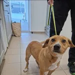 Znaleziono psa, Grudziądz, 9 stycznia 2026