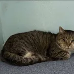 Znaleziono kota, Grudziądz, 9 stycznia 2026