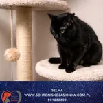 Kot do adopcji, Dębniak, 9 stycznia 2026