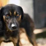 Oddam psa, Gdańsk, 10 stycznia 2026