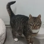 Znaleziono kota, Pieckowo, 9 stycznia 2026