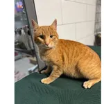 Znaleziono kota, Białystok, 22 grudnia 2025