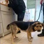 Znaleziono psa, Grudziądz, 9 stycznia 2026