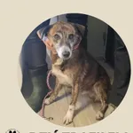 Znaleziono psa, Dąbrówka, 9 stycznia 2026