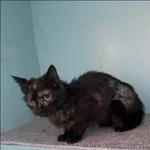 Znaleziono kota, Grudziądz, 9 stycznia 2026