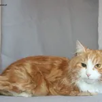 Kot do adopcji, Nowy Dwór Mazowiecki, 9 stycznia 2026