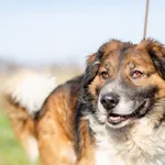 Oddam psa, Elbląg, 10 stycznia 2026