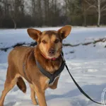 Pies do adopcji, Chełmek, 9 listopada 2024