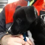 Pies do adopcji, Szczecin, 10 stycznia 2026