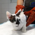 Kot do adopcji, Szczecin, 16 grudnia 2025