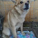 Pies do adopcji, Zgierz, 9 stycznia 2026