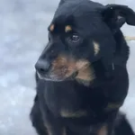 Pies do adopcji, Zgierz, 27 stycznia 2026