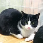 Kot do adopcji, Racibórz, 10 stycznia 2026