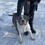 Pies do adopcji, Platerówka, 9 stycznia 2026