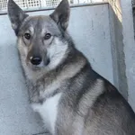 Party to pies przywieziony w dniu 16.10.25r z terenu gm. Sarnaki, średni, kontaktowy