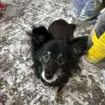 Pies do adopcji, Zgierz, 11 stycznia 2026