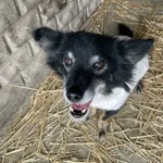 Pies do adopcji, Zgierz, 11 stycznia 2026