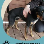 Znaleziono psa, Dąbrówka, 9 stycznia 2026