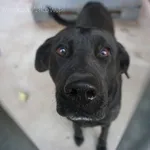 Pies do adopcji, Kraków, 27 grudnia 2025