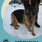 Znaleziono psa, Dąbrówka, 10 stycznia 2026