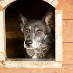 Oddam psa, Gdańsk, 11 stycznia 2026