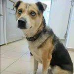 Znaleziono psa, Grudziądz, 2 stycznia 2026