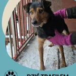 Znaleziono psa, Dąbrówka, 9 stycznia 2026