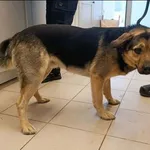 Znaleziono psa, Grudziądz, 9 stycznia 2026