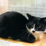 Znaleziono kota, Racibórz, 10 stycznia 2026