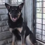 Gringa to suka przywieziona w dniu 03.12.25r z terenu gm. Łyse, młoda, kontaktowa, uległa, średnia