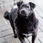 Oddam psa, Elbląg, 11 stycznia 2026