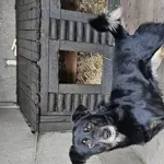 Znaleziono psa, Choszczno, 8 stycznia 2026