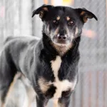 Oddam psa, Kępiny Małe, 11 stycznia 2026