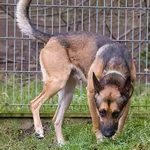 Pies do adopcji, Sopot, 11 stycznia 2026