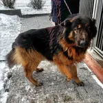 Znaleziono psa, Choszczno, 8 stycznia 2026