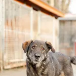 Oddam psa, Kazimierzowo, 11 stycznia 2026